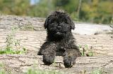 BOUVIER DES FLANDRES 139